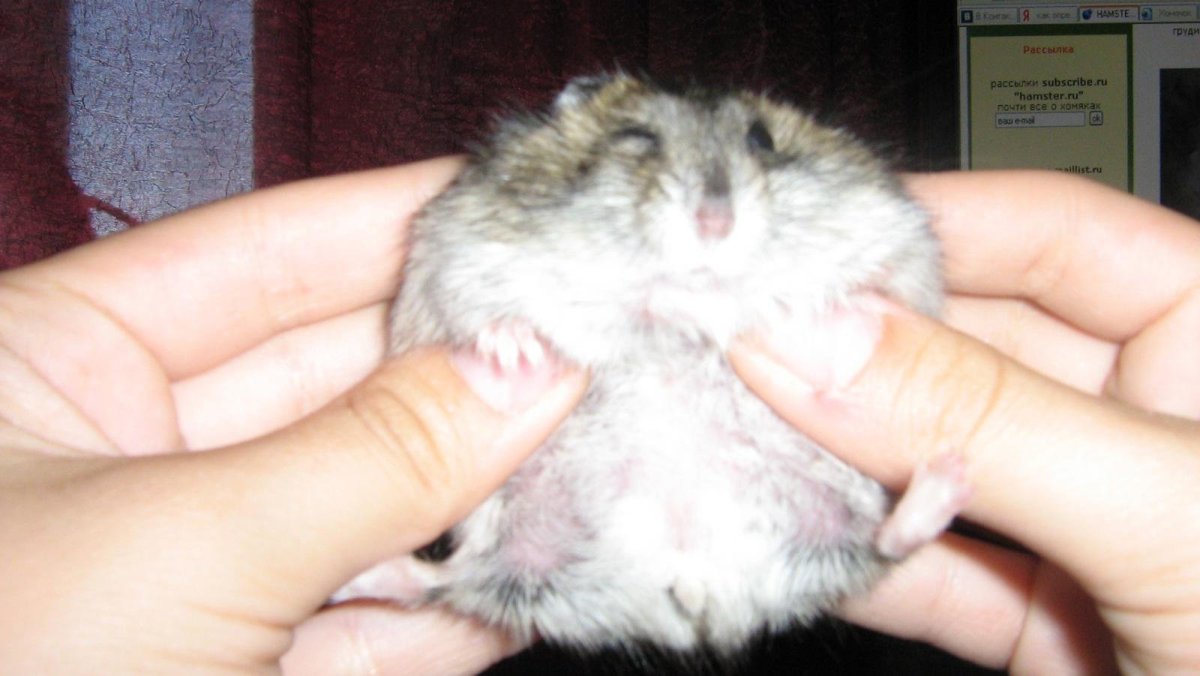 Джунгарский хомяк ожирение