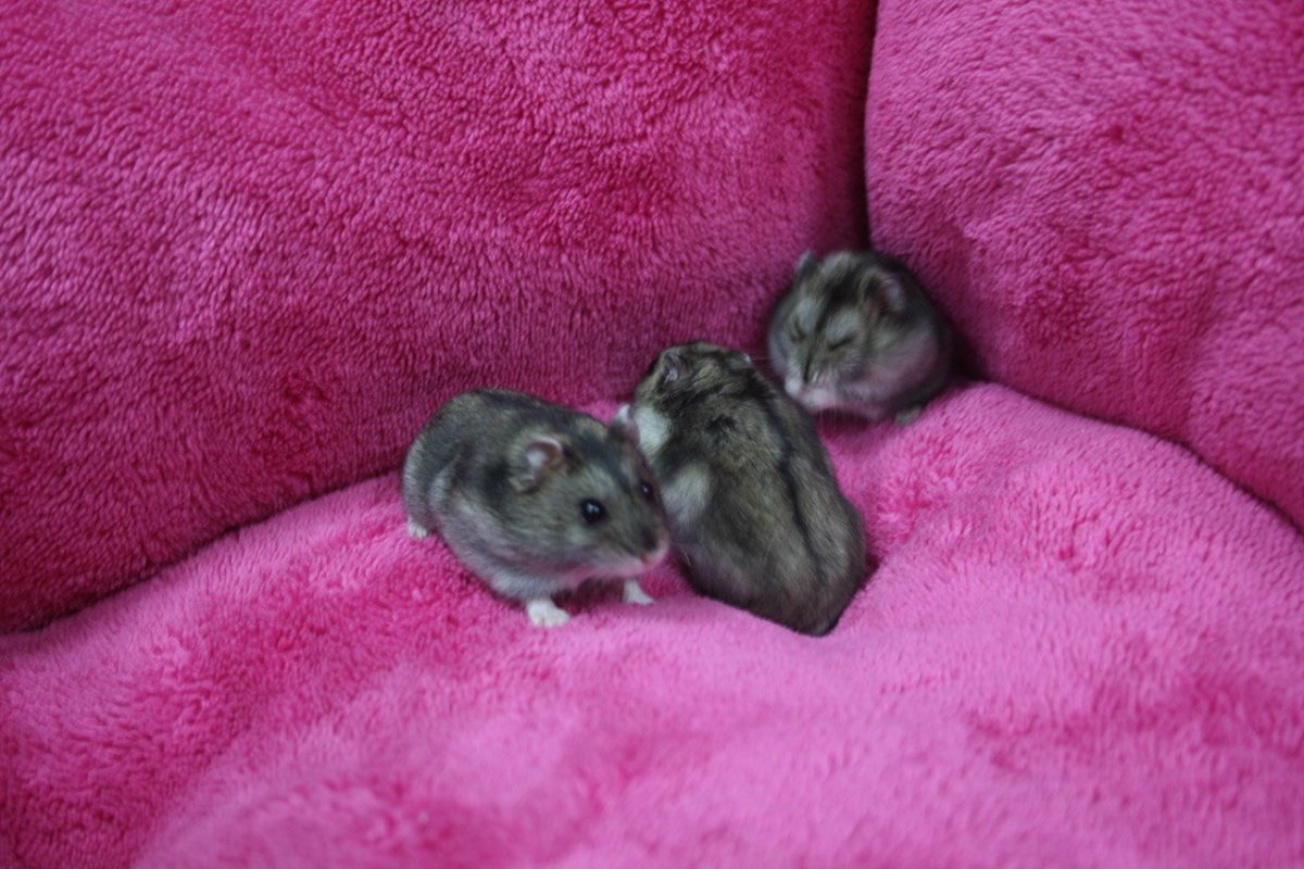 Сирийский хомячок мальчик