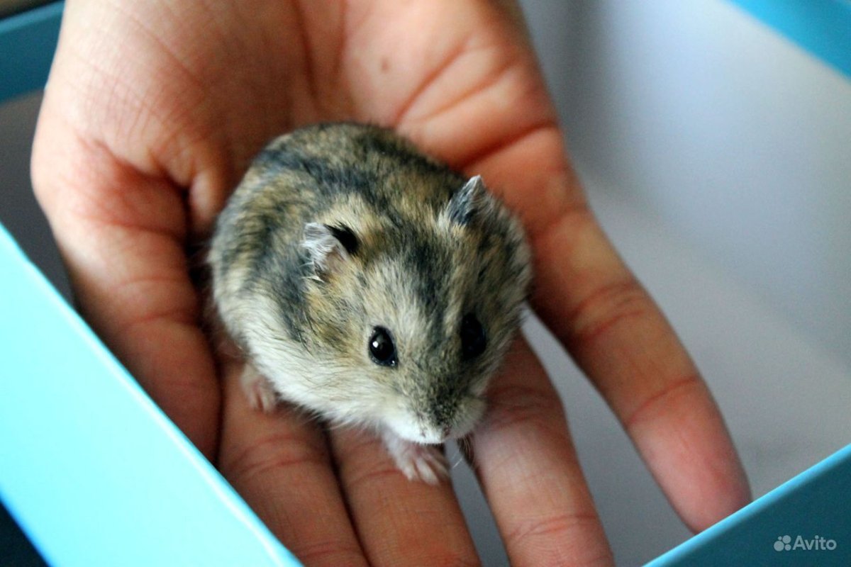 Где купить хомяка в Минусинске