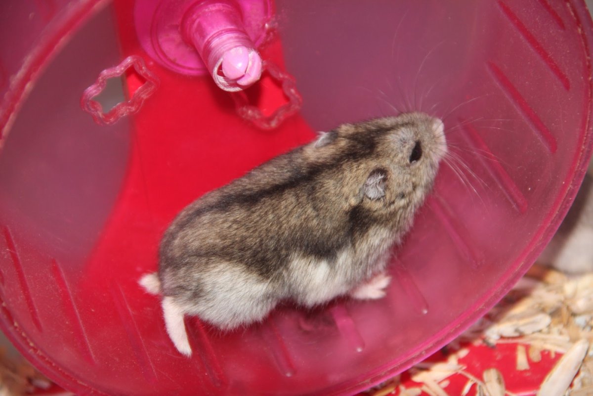 Джунгарский хомячок злой