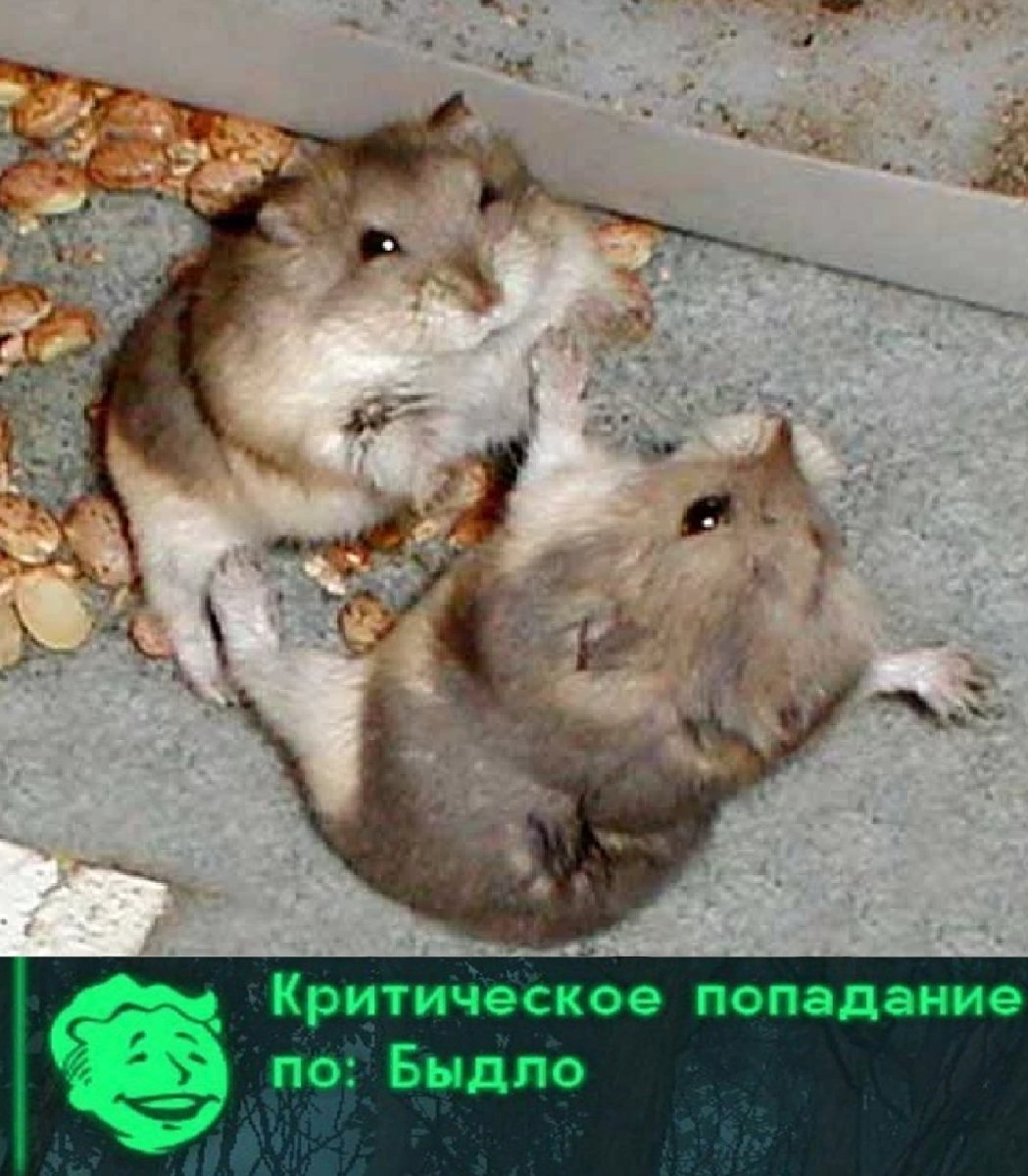 Мир глазами хомяка