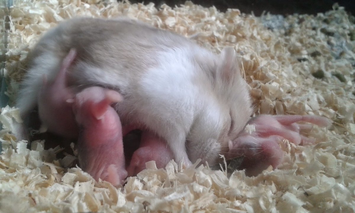 Два маленьких хомячка белых