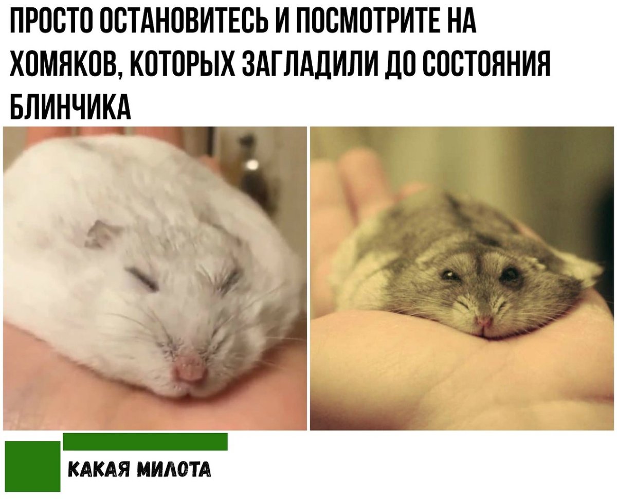 Хомяк Кэмпбелла отличие от джунгарика