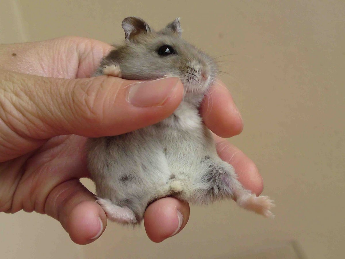 Беременный джунгарский хомяк