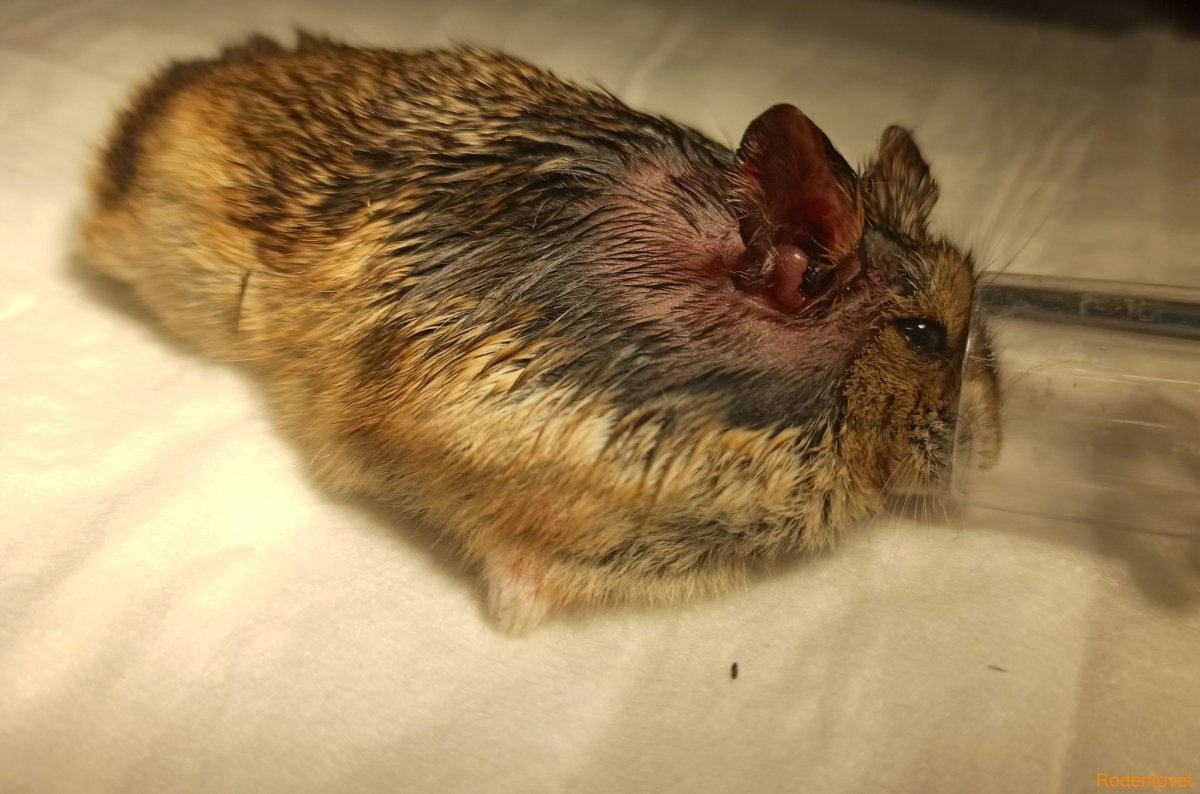 Карликовый хомяк джунгарский