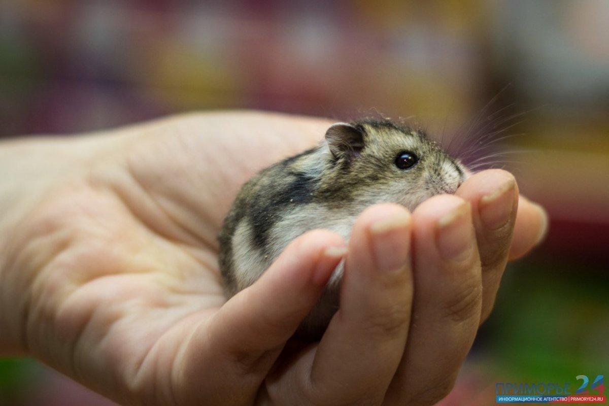 Хомяк джунгарик