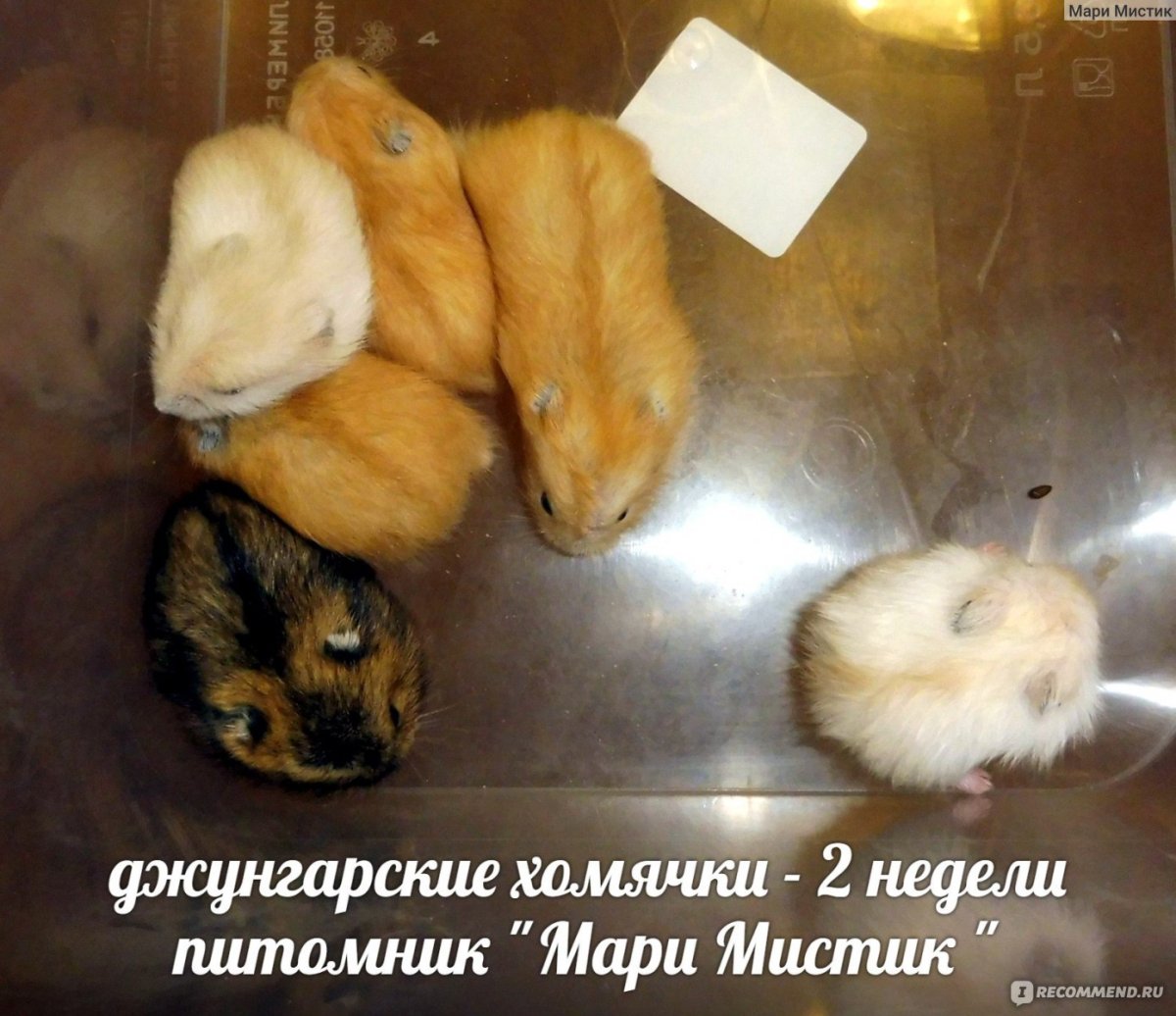 Почему хомяк трясется джунгарский