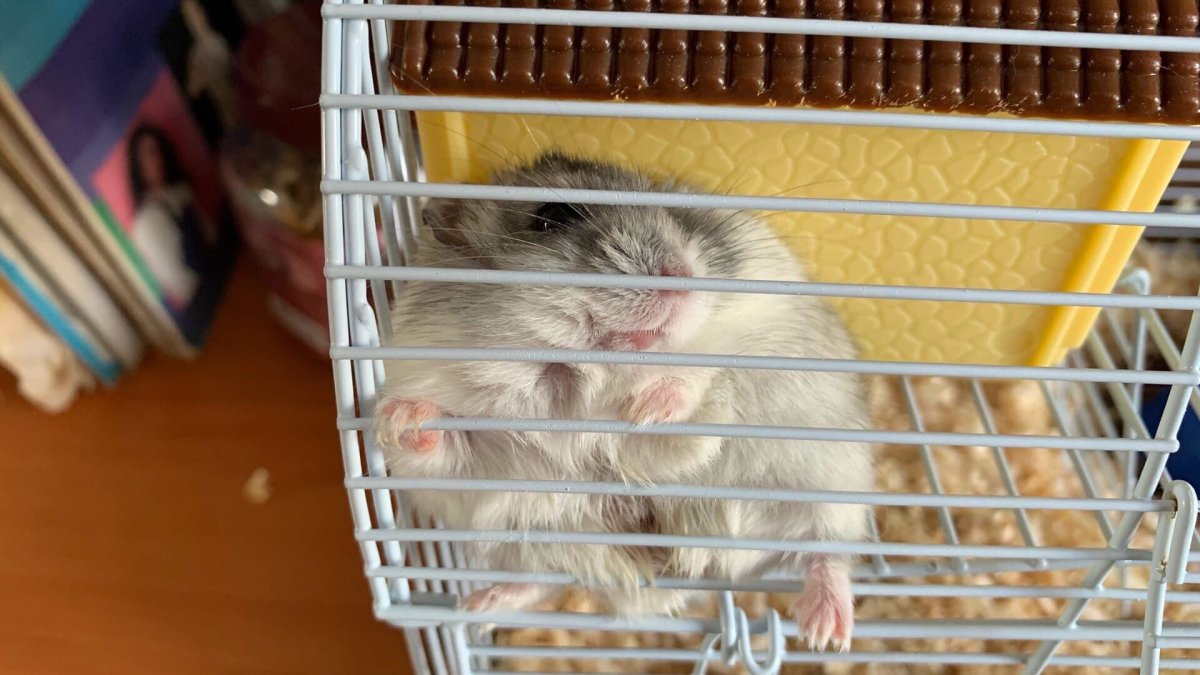 Ожирение у хомяков