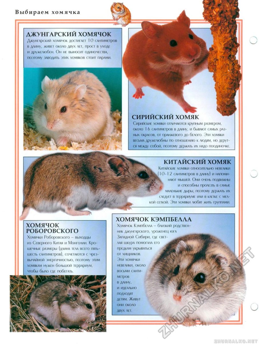 Сирийский хомяк мальчик