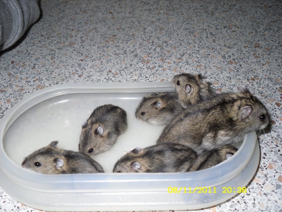 Крыса Дамбо толстая