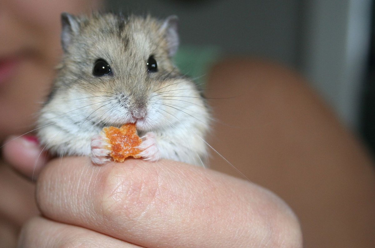 Джунгарский хомяк злой
