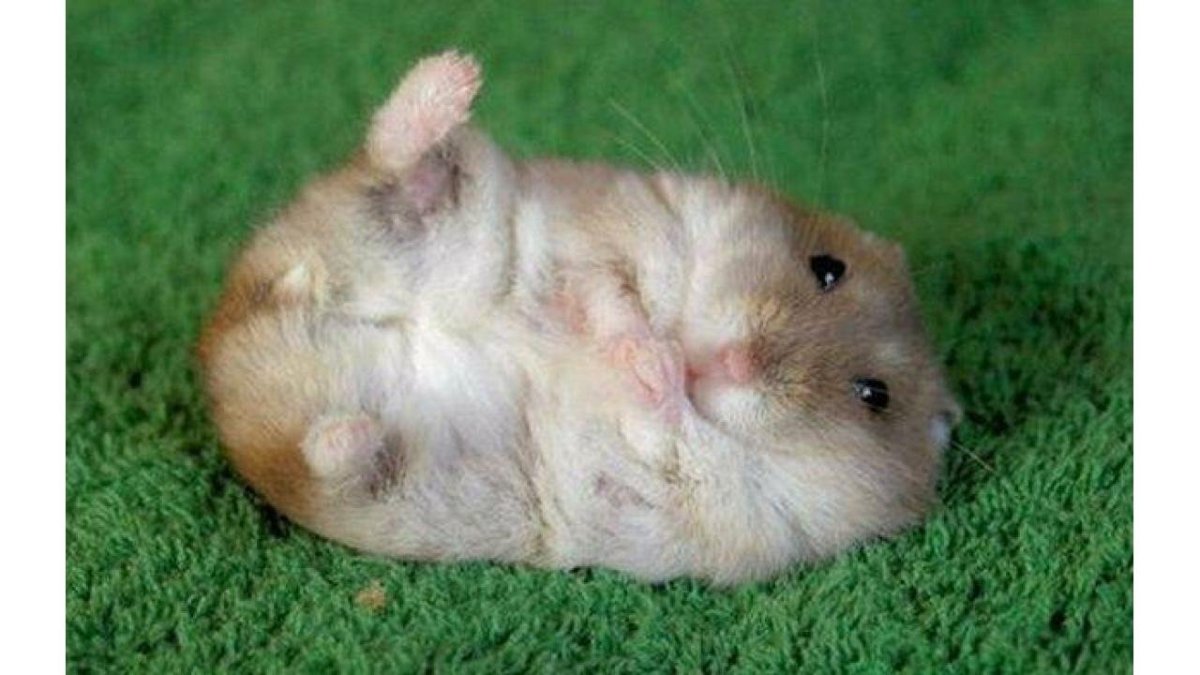 Джунгарский хомячок толстый