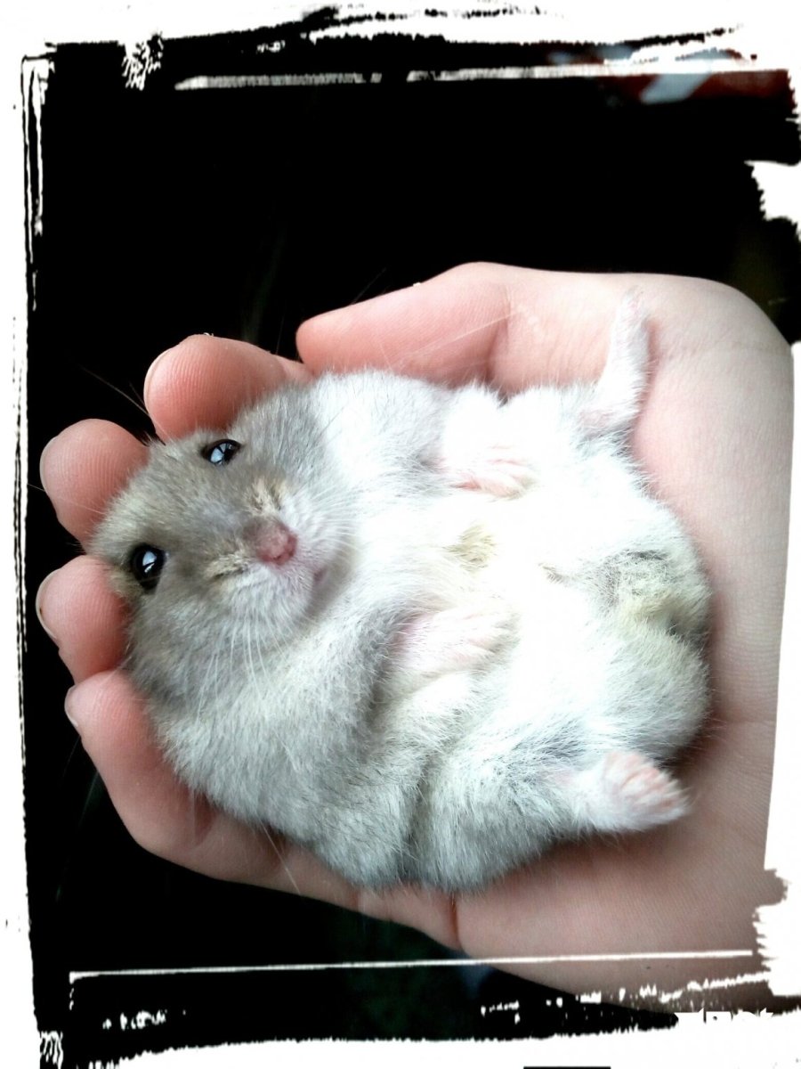 Королевский джунгарик