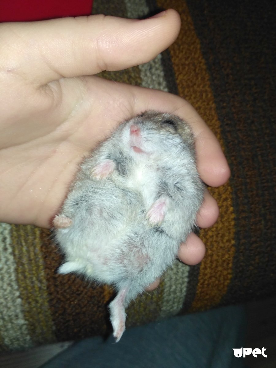 Джунгарик самец