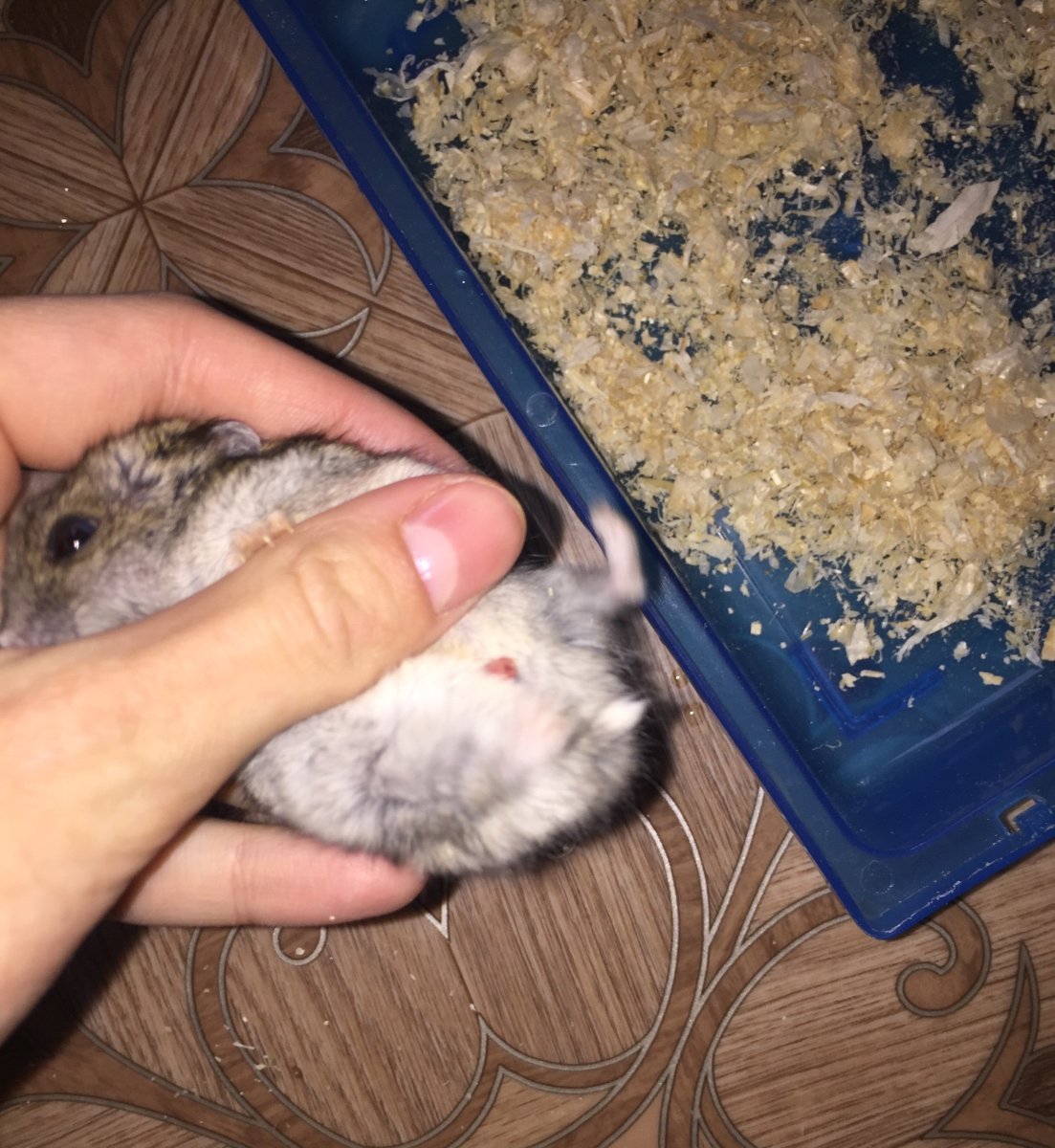 Окрасы хомяков джунгариков