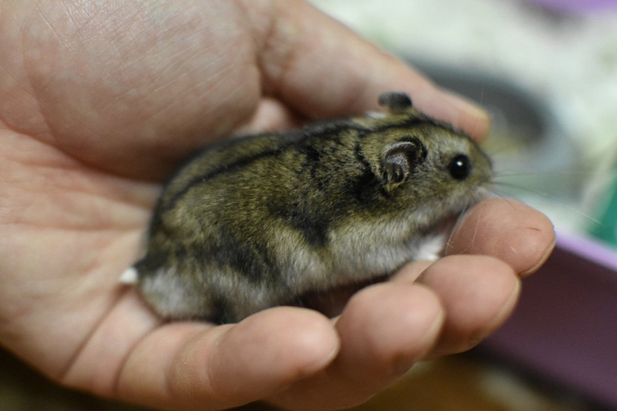 Разновидности джунгарских хомяков