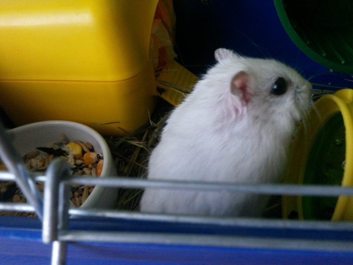 Хомяк джунгарик