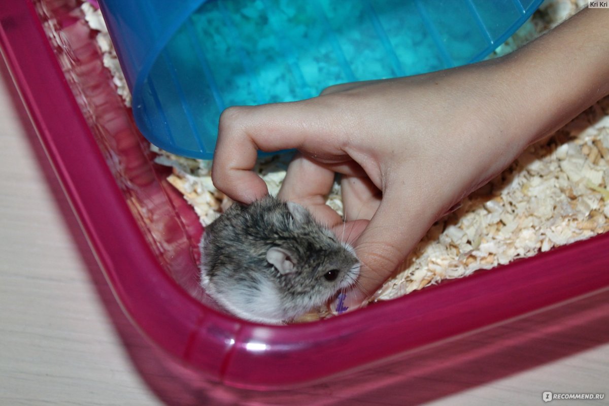 Беременный сирийский хомяк