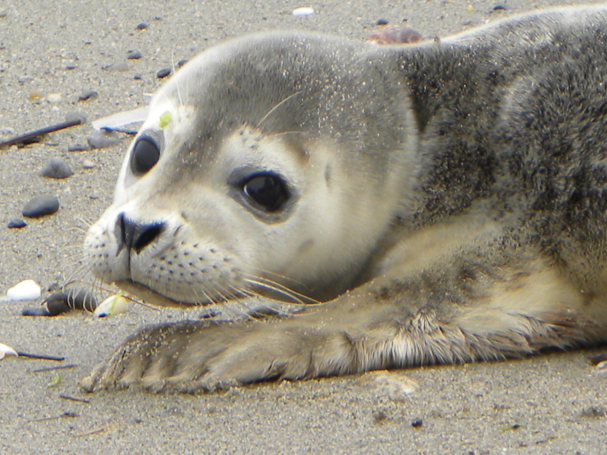 Ушастые тюлени и настоящие
