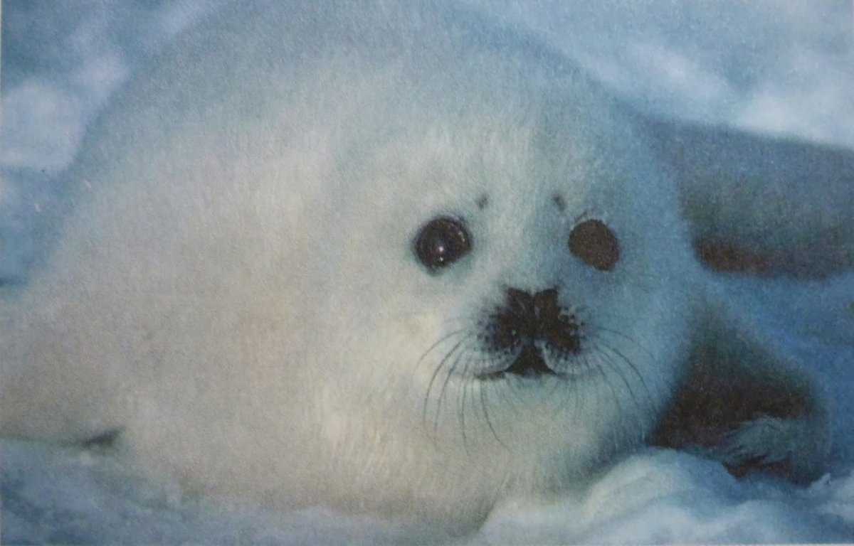 Морской котик смешной