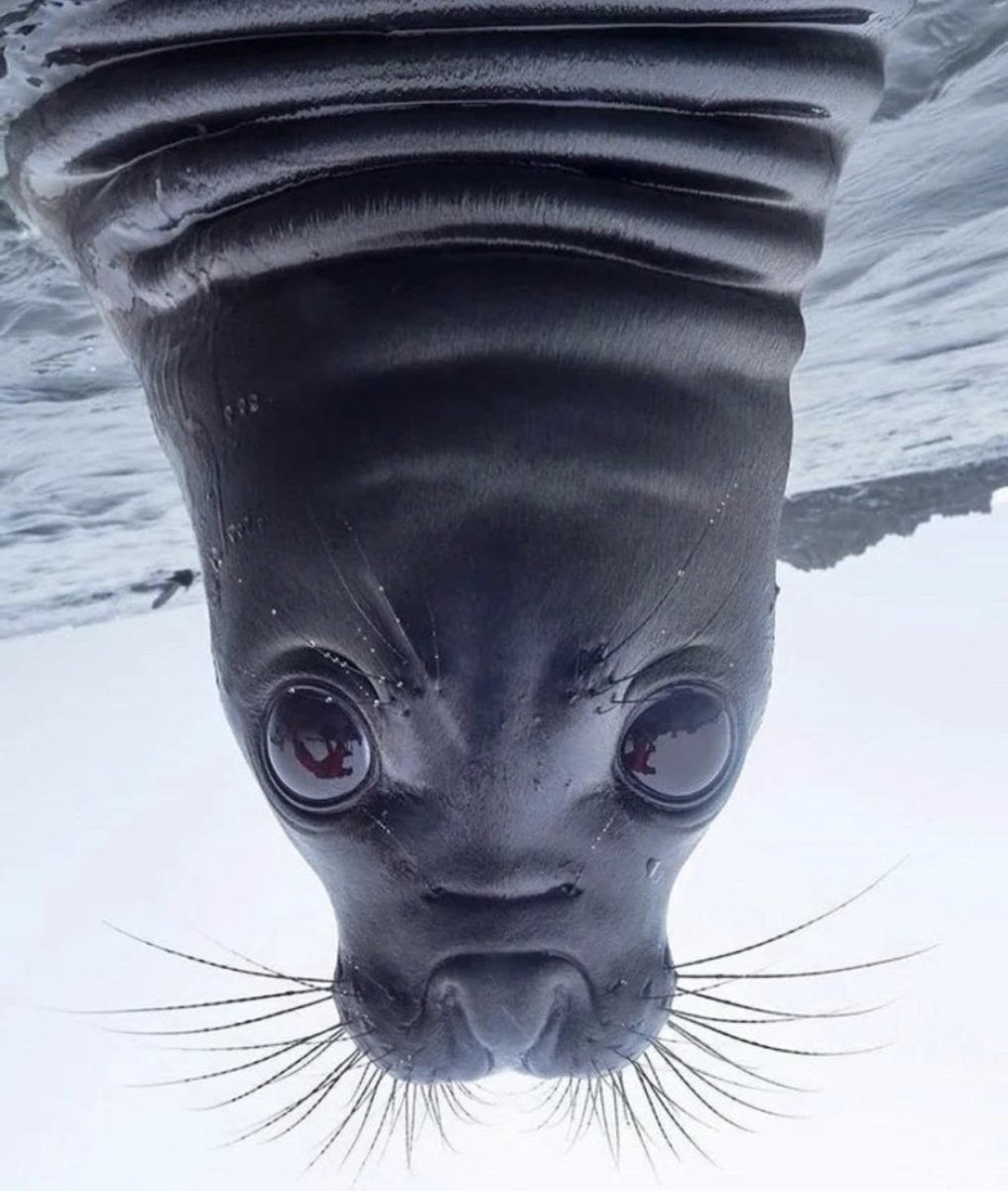 Грустный тюлень