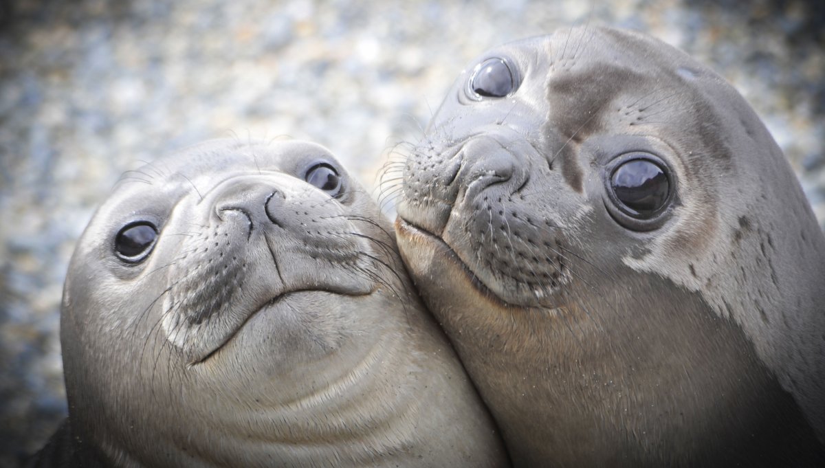 Тюленb Уэдделла Антарктида