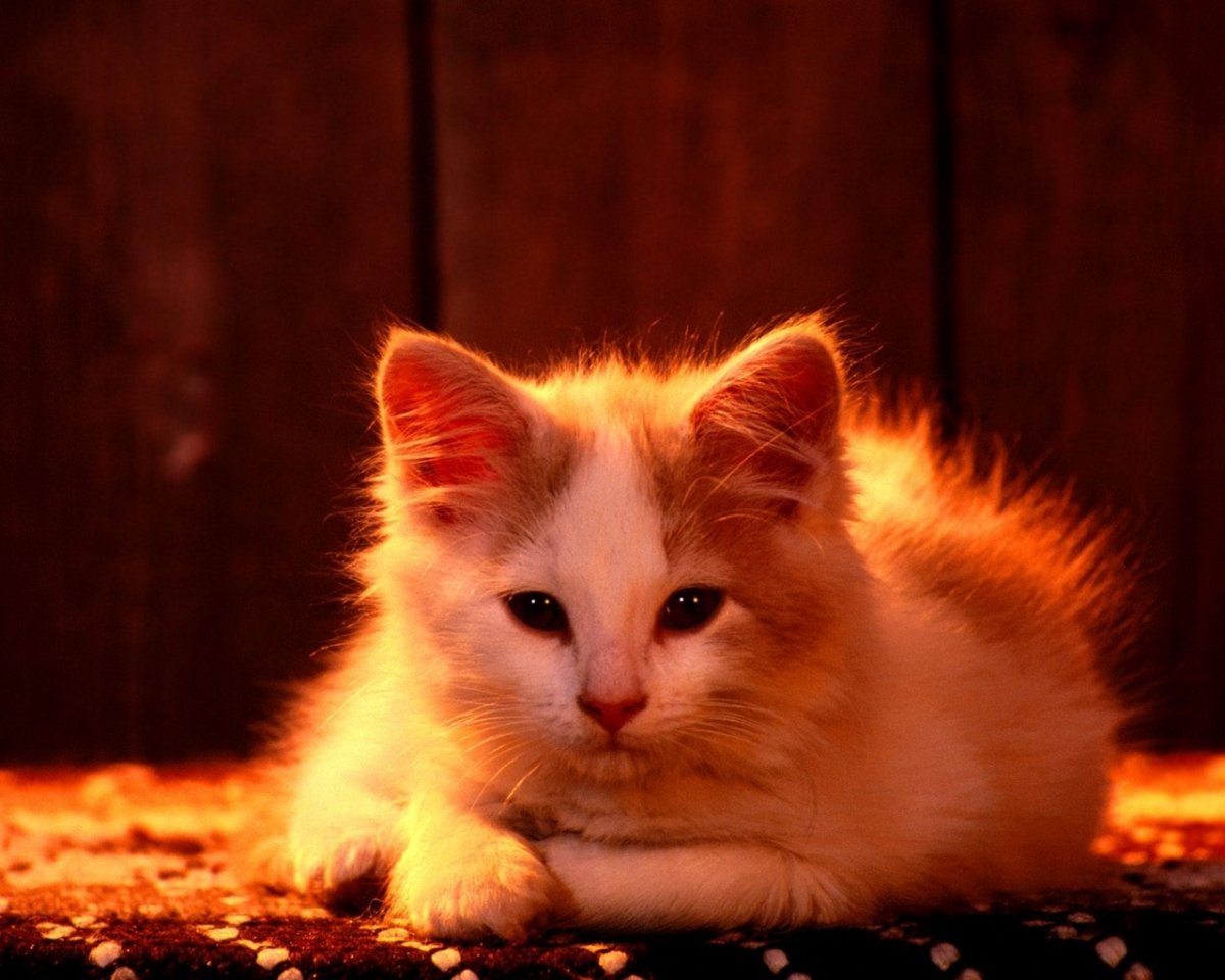 Котенок оранжевый