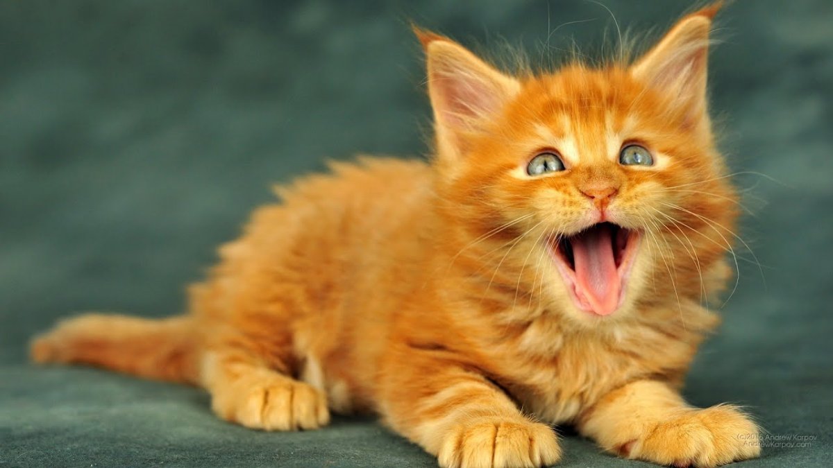 Заставка рыжий котенок