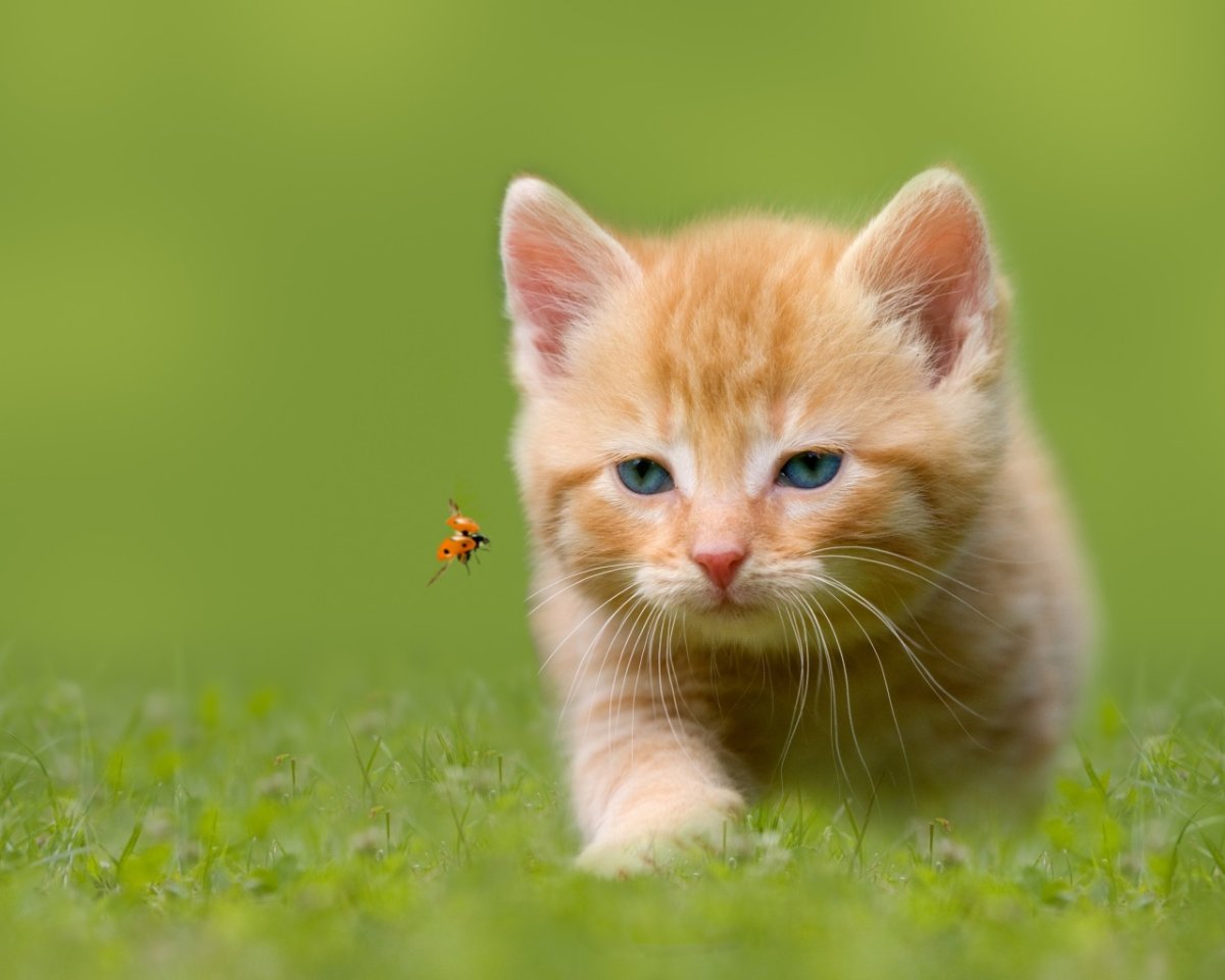 Красивые картинки котят