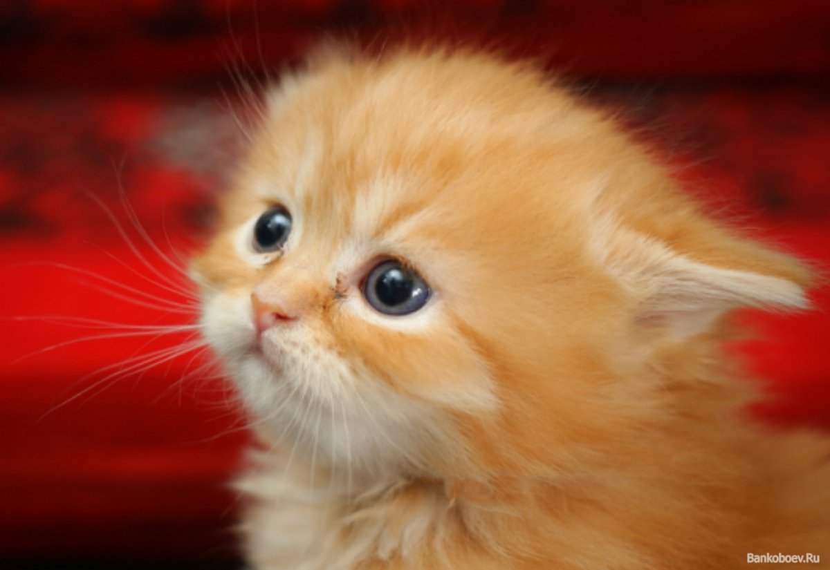 Котёнок милый пушистый рыжий