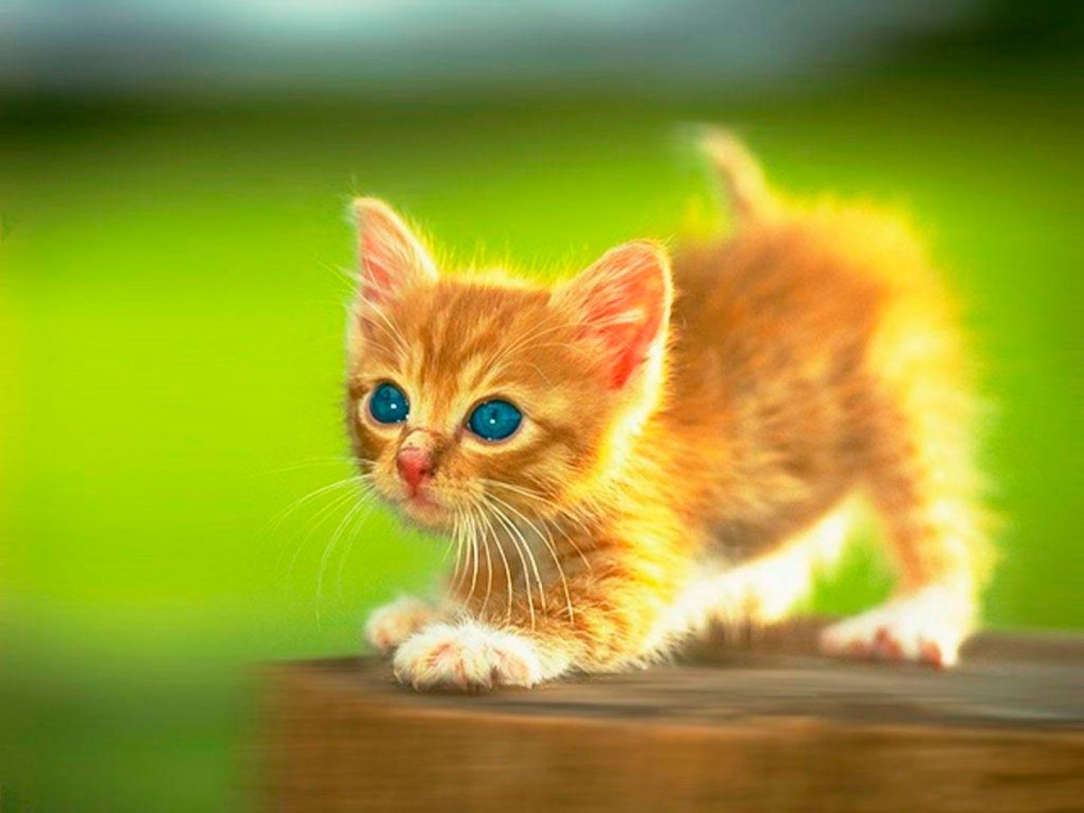 Рыжий Солнечный котёнок