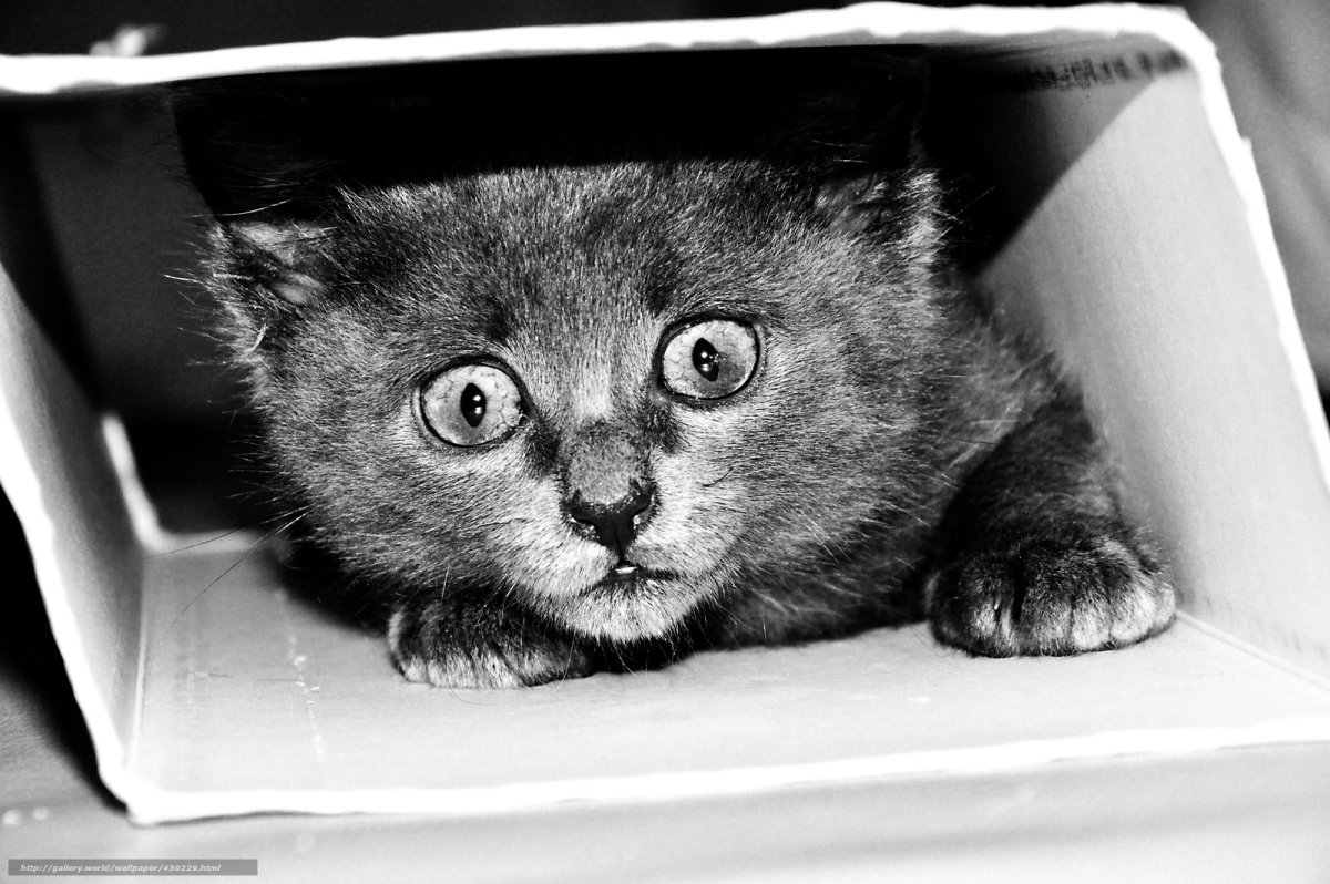 Котики смешные