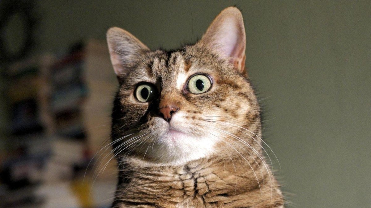 Кот выглядывает из под стола