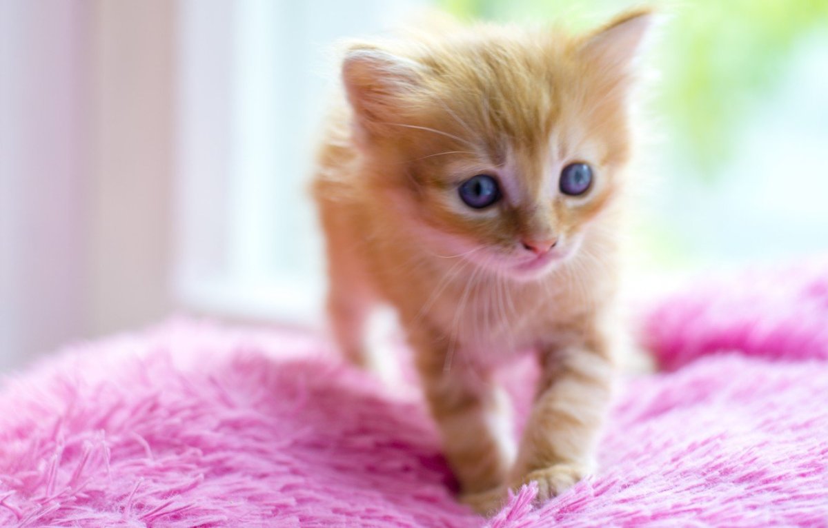 Милый рыжий кот