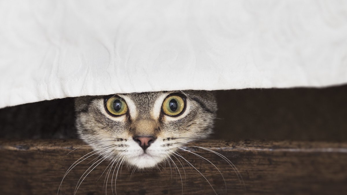 Паникующий кот