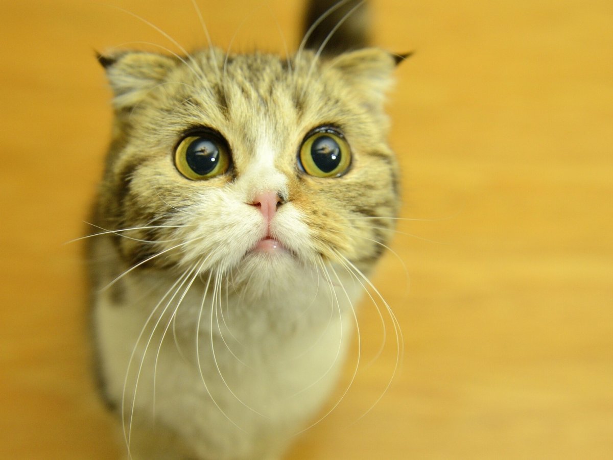 Смешные коты 43