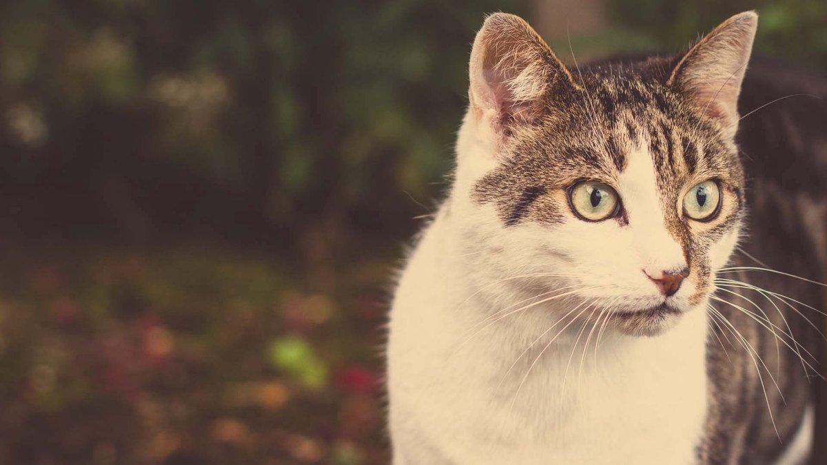 Кошачья морда удивление