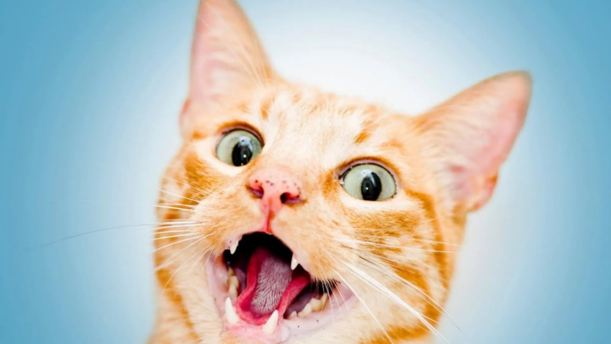 Удивленный кот