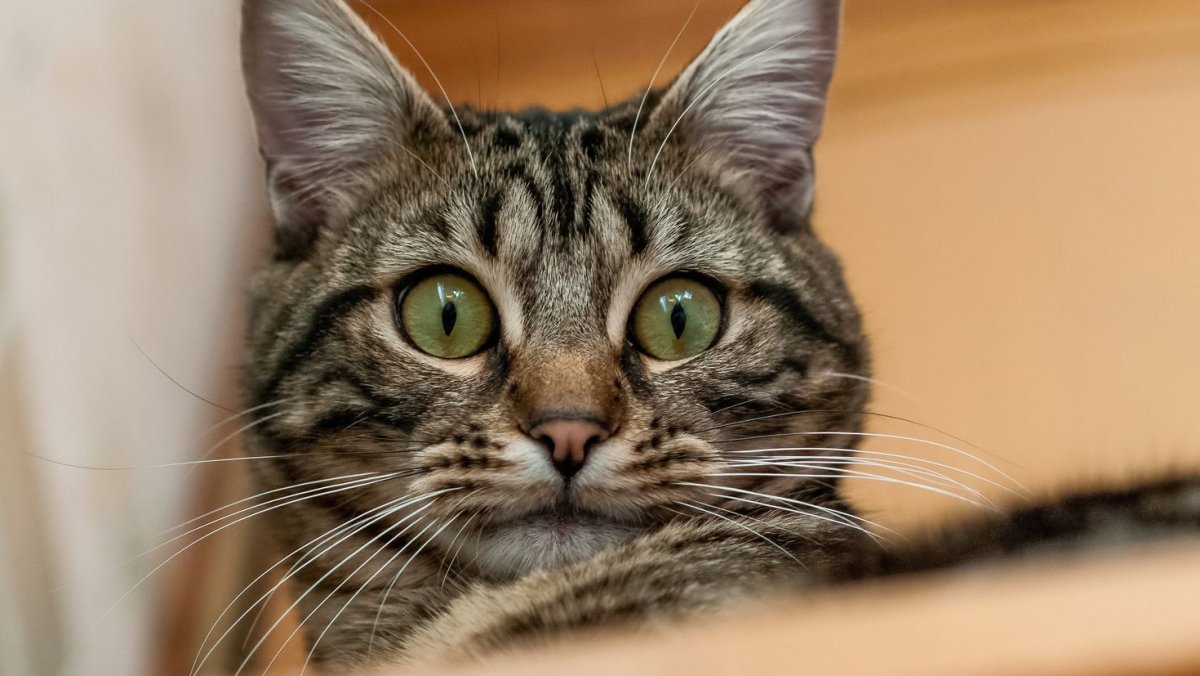 Испуганный кот