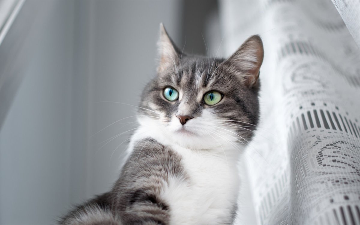 Кот с удивленными глазами