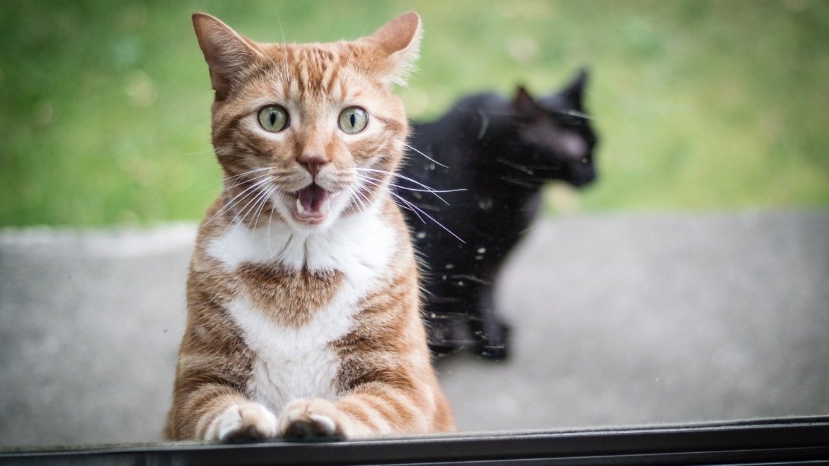 Прикольные коты