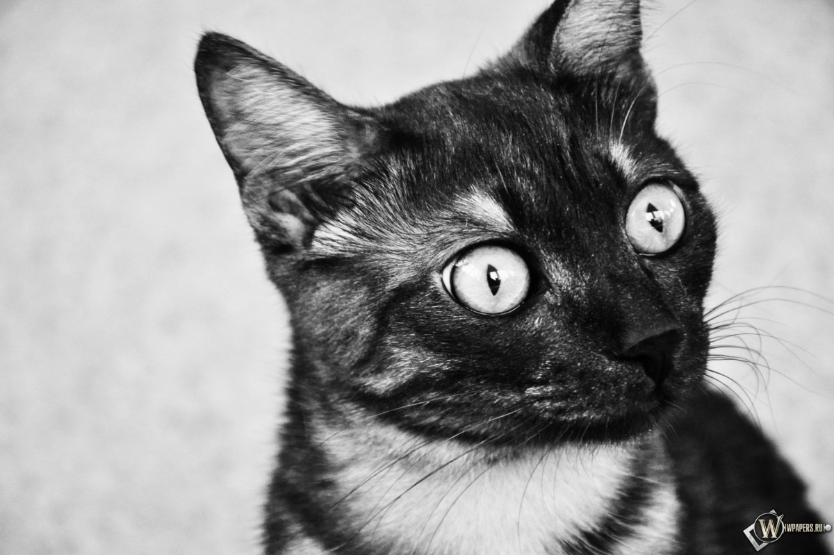 Картезианская кошка шартрез