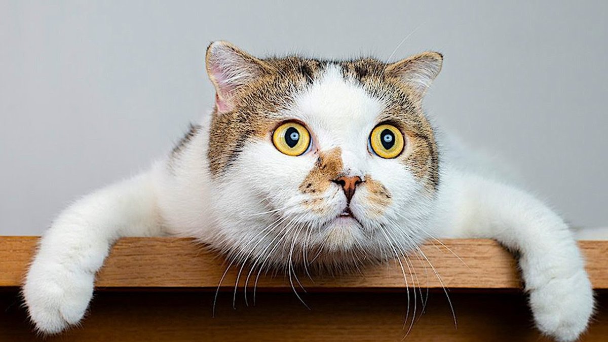 Милое удивление