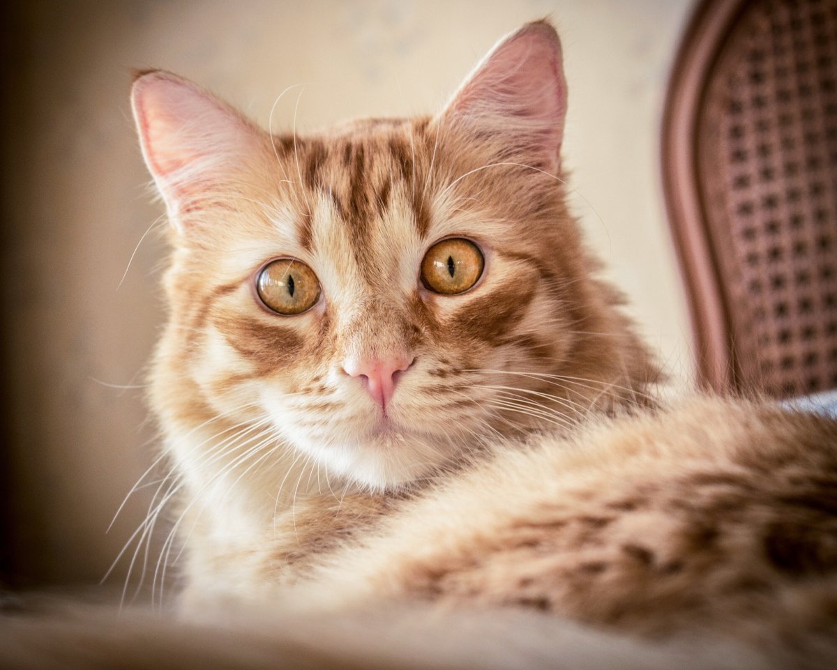 Удивленная кошка