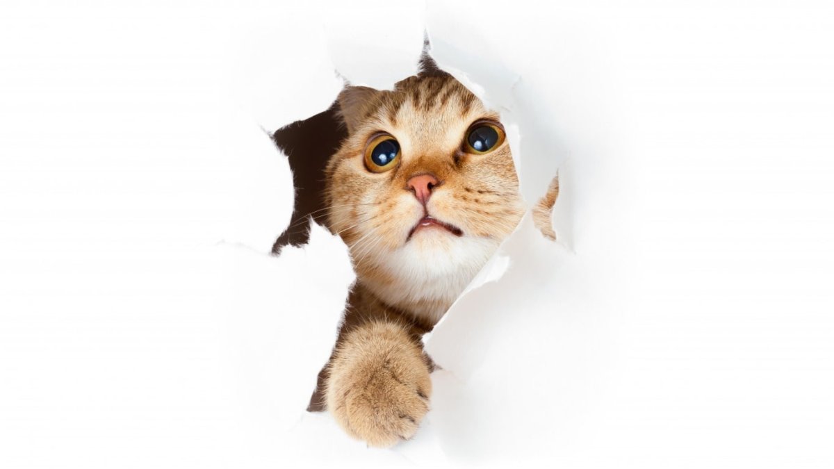 Смешные котики на белом фоне