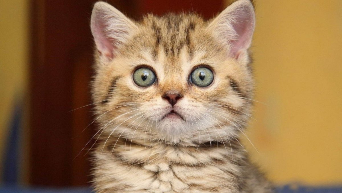 Веселые коты