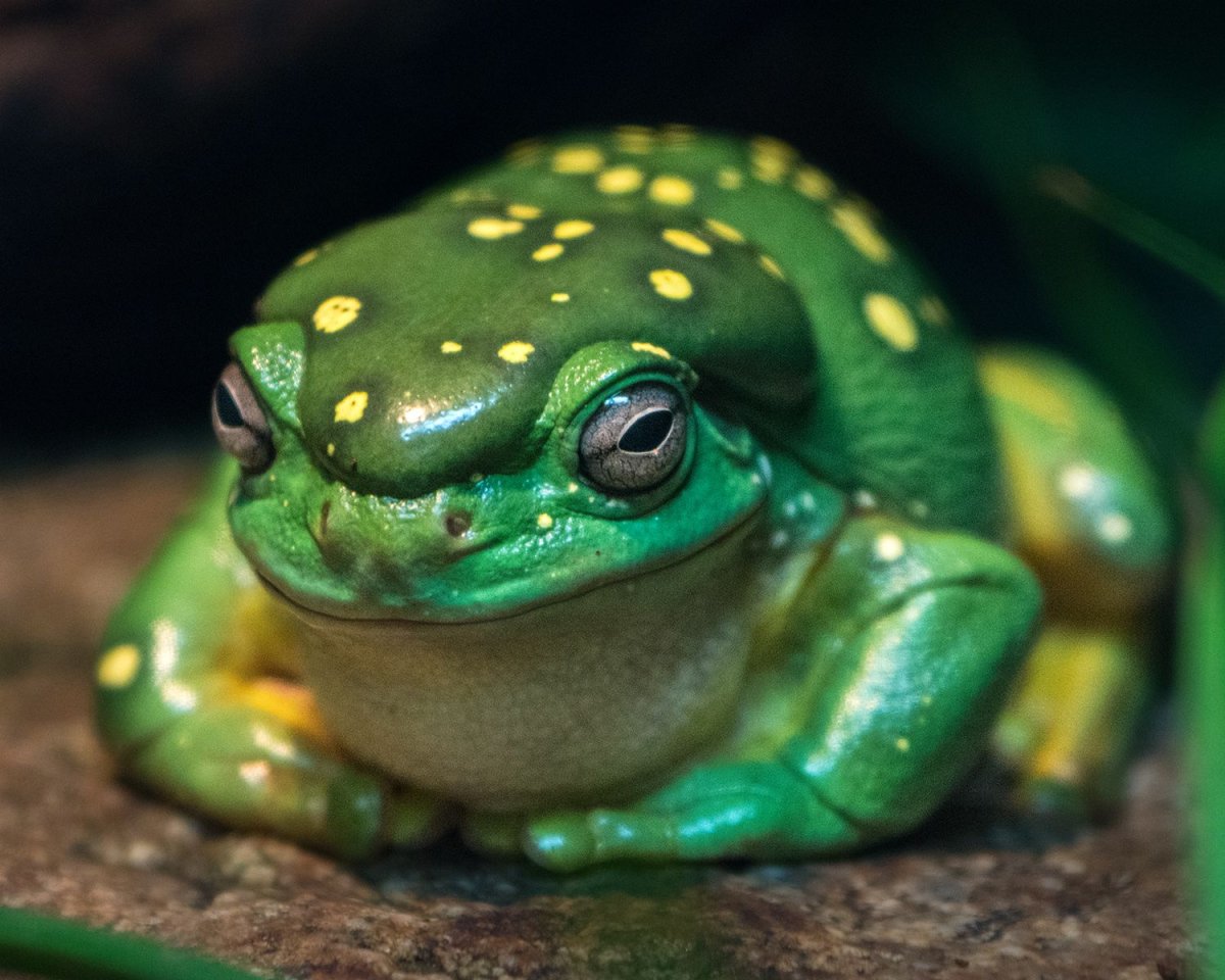 Круглая жаба