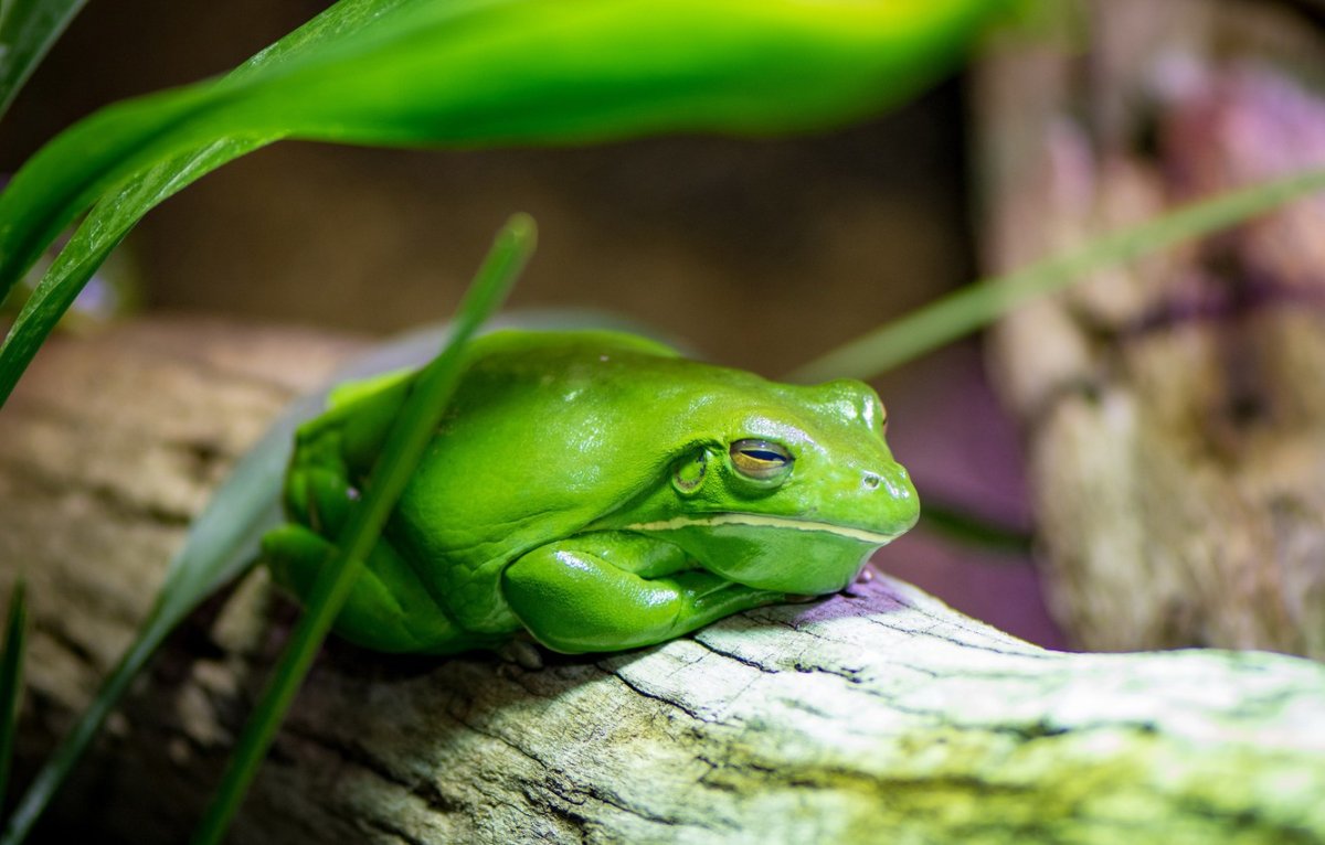 Обои с лягушками