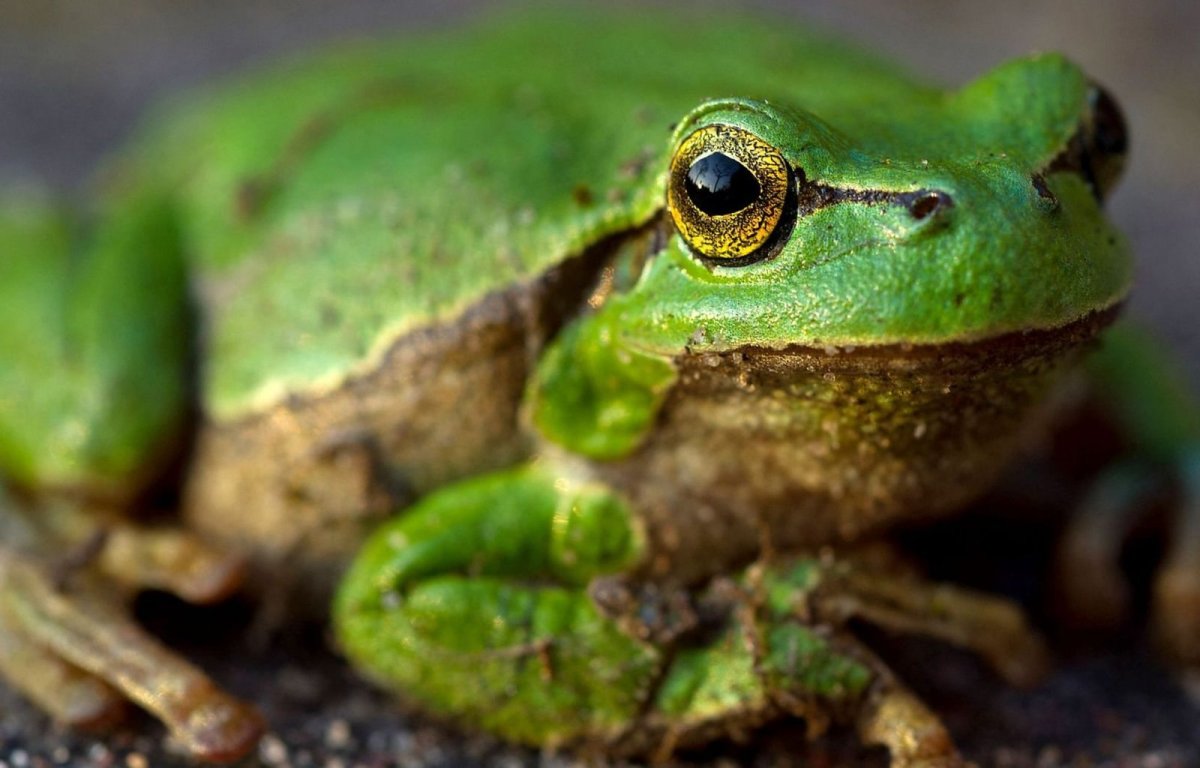 Большая зеленая лягушка