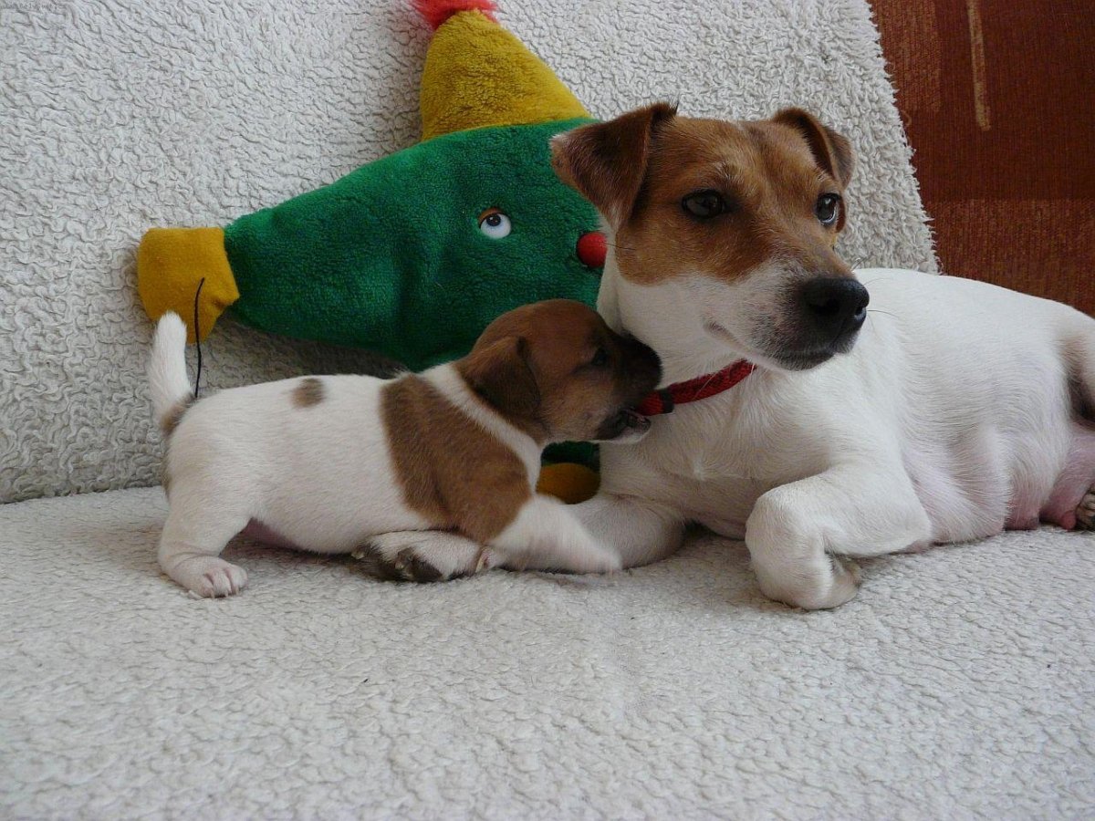 Джек рассел терьер лохматый